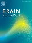 A 6-Hydroxydopamine lesion of the mesostriatal dopamine system decreases the expression of corticotropin releasing hormone and neurotensin mRNAs in the amygdala and bed nucleus of the stria terminalis