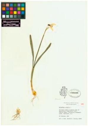 Snowdrop